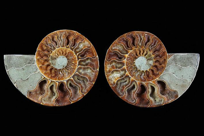 Cut & Polished Ammonite Fossil - Crystal Lined Chambers #78587